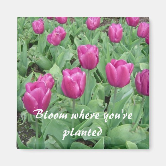 Tulips - Bloom Where You're Planted Magnet (Front)