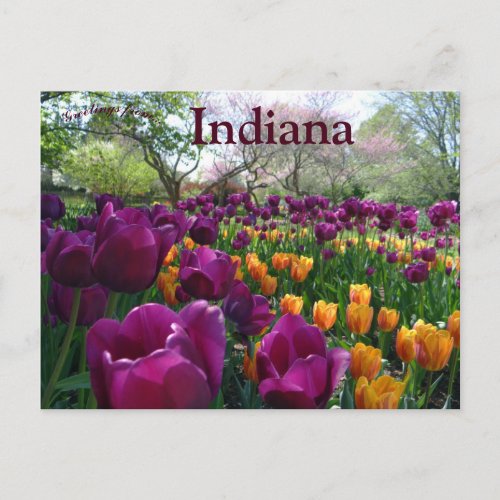 Tulips Blooming in Forest Park Indiana Postcard