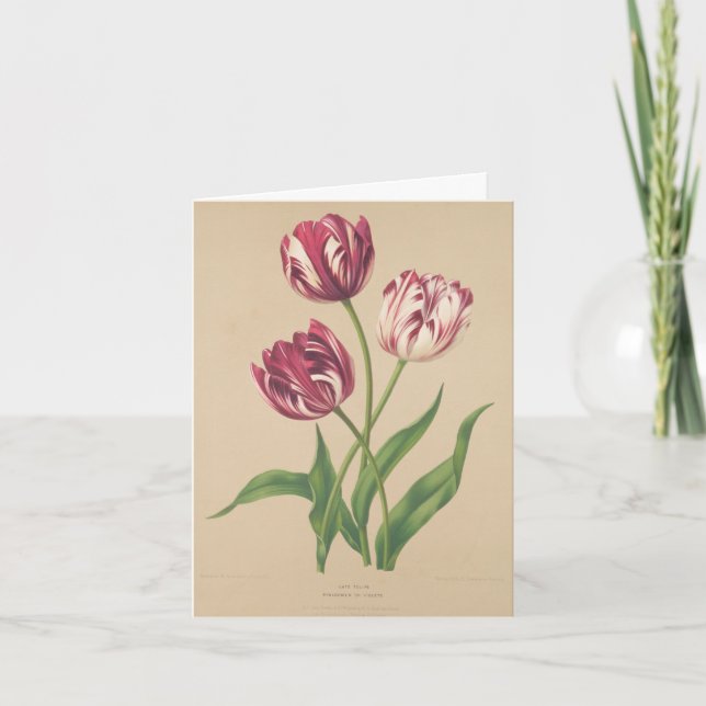 Tulips botanical art thank you card (Front)