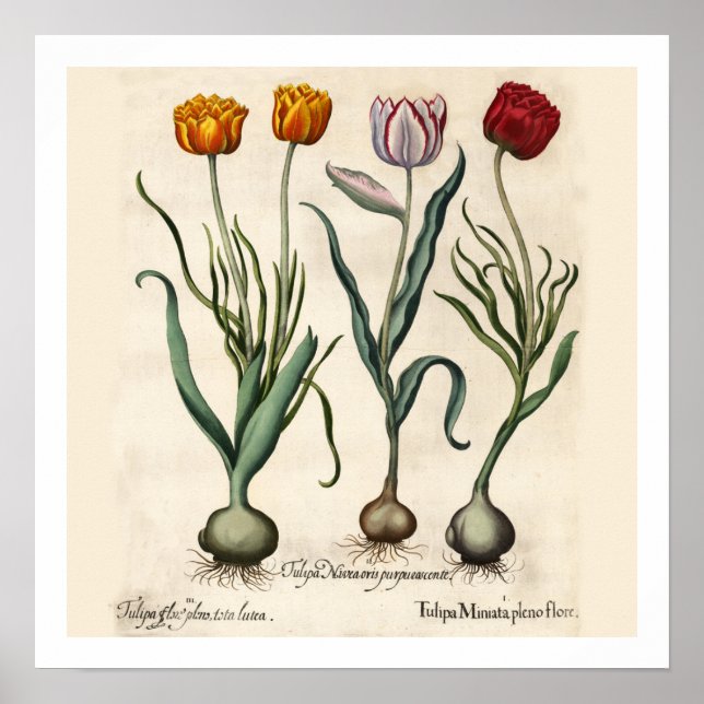 Tulips Botanical Print (Front)