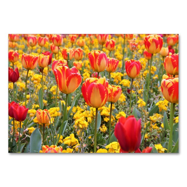 Tulips, Bright and colorful yellow and red Table Number (Front)