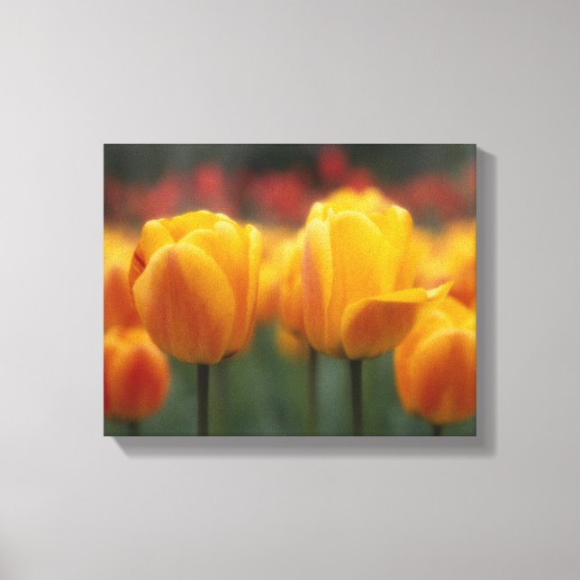 Tulips Canvas Print (Front)