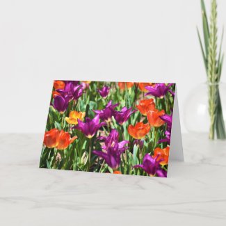 Tulips, card