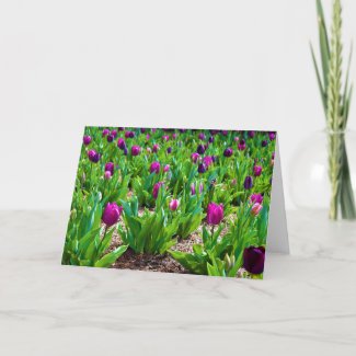 Tulips, card