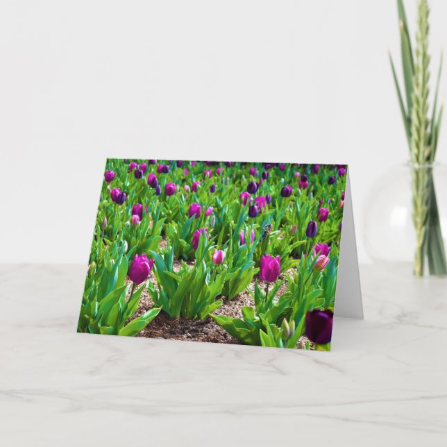 Tulips, card (Front)