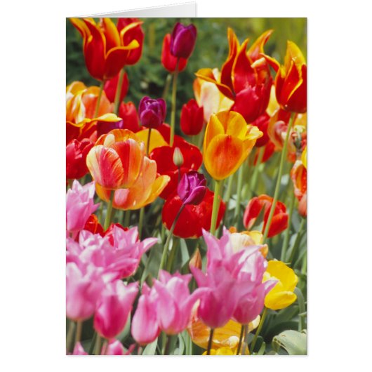 Tulips card (Front)