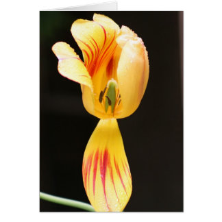 Tulips Cards
