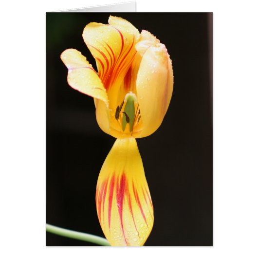 Tulips Cards (Front)