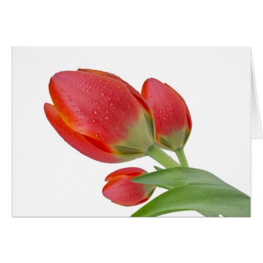 Tulips Cards (Front Horizontal)