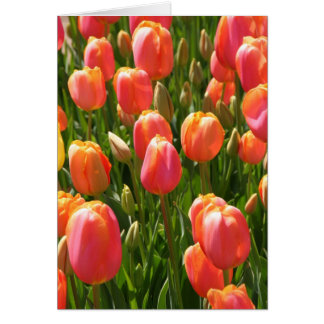 tulips cards