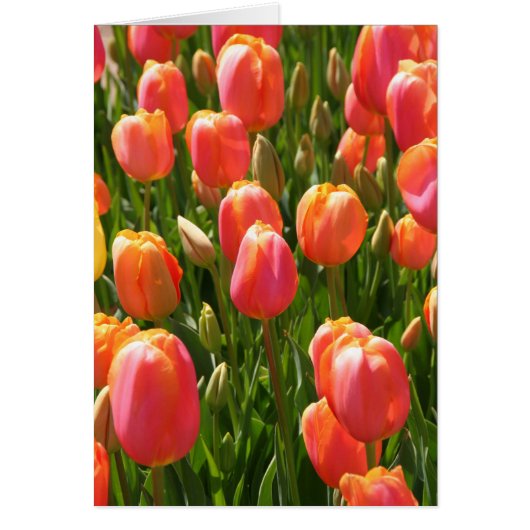 tulips cards (Front)