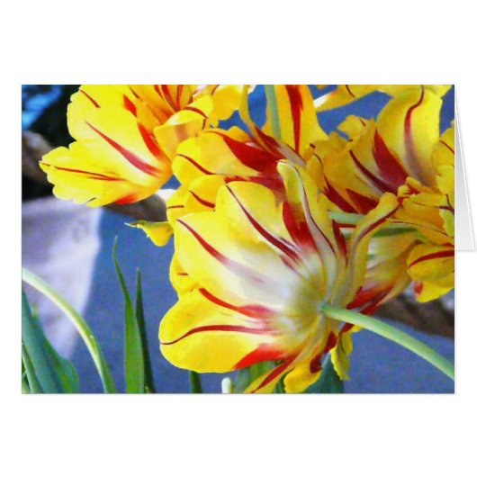 Tulips Cards (Front Horizontal)