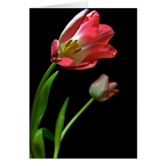Tulip's Cards
