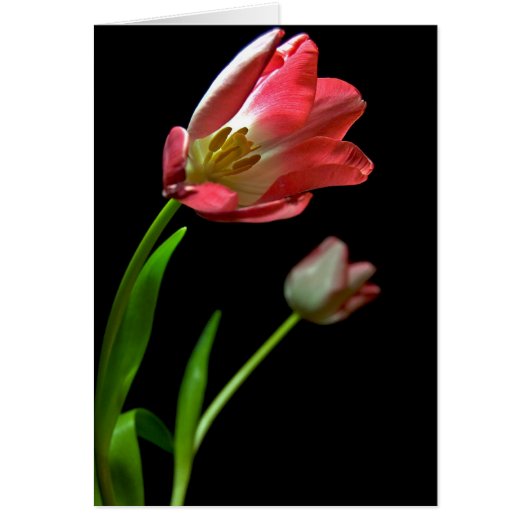 Tulip's Cards (Front)