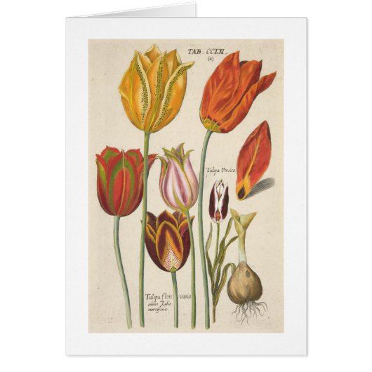 Tulips Cards (Front)
