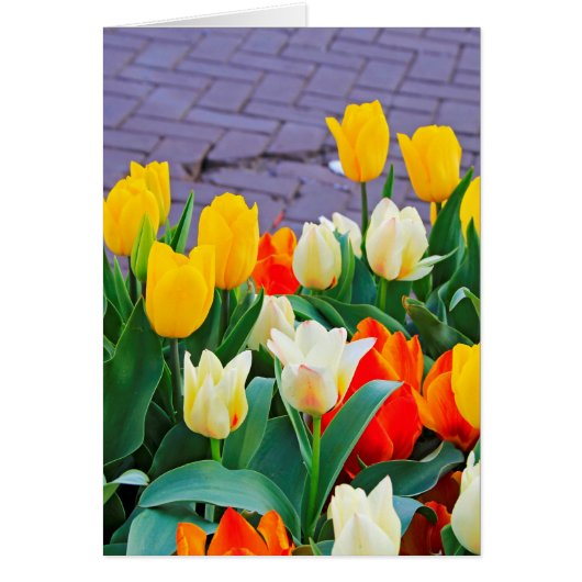 Tulips Cards (Front)