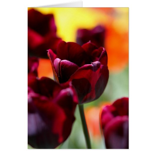 tulips cards (Front)