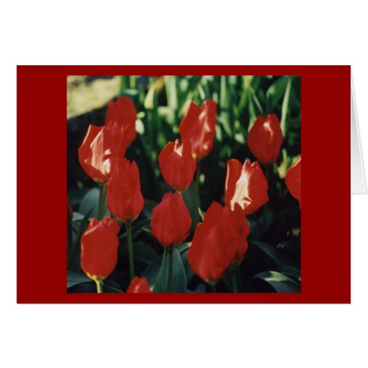 Tulips Cards (Front Horizontal)