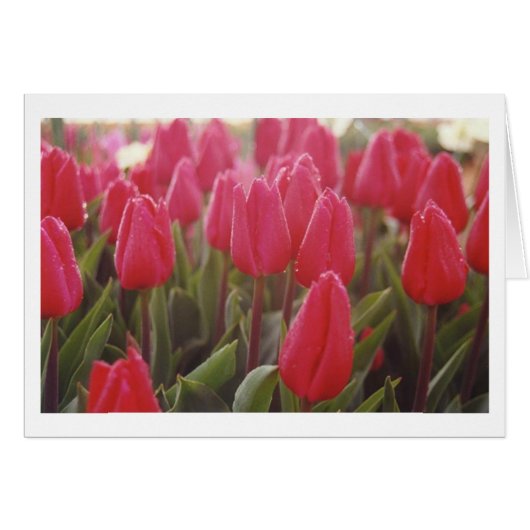 Tulips Cards (Front Horizontal)