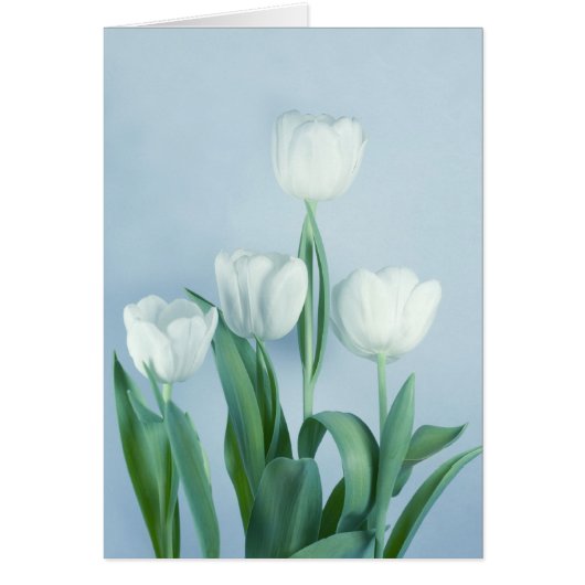 Tulips Cards (Front)