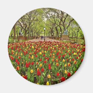 Tulips Central Park NYC Magnet