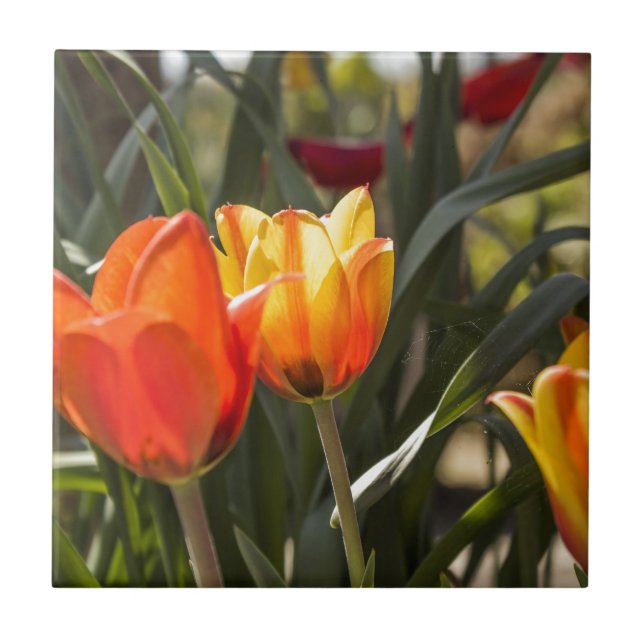 Tulips Ceramic Tile (Front)