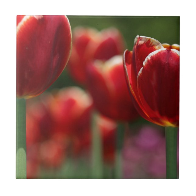 Tulips Ceramic Tile (Front)