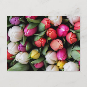 Tulips Colorful Flowers Easter Spring Postcard