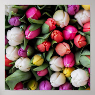 Tulips Colorful Flowers Easter Spring Poster