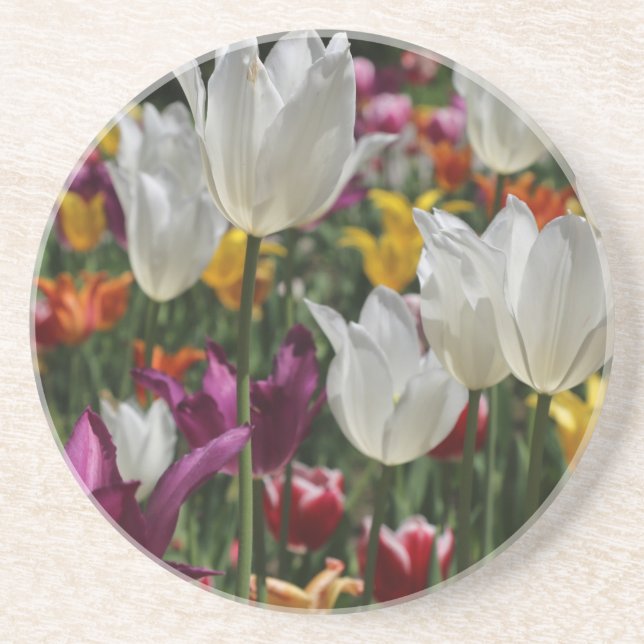 Tulips Drink Coaster (Front)