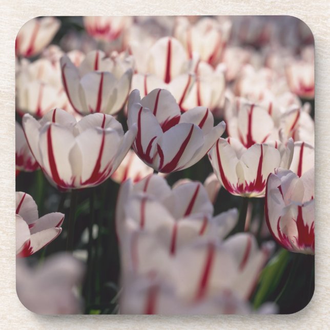 Tulips Drink Coaster (Front)