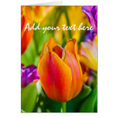 Tulips Enchanting (Front)