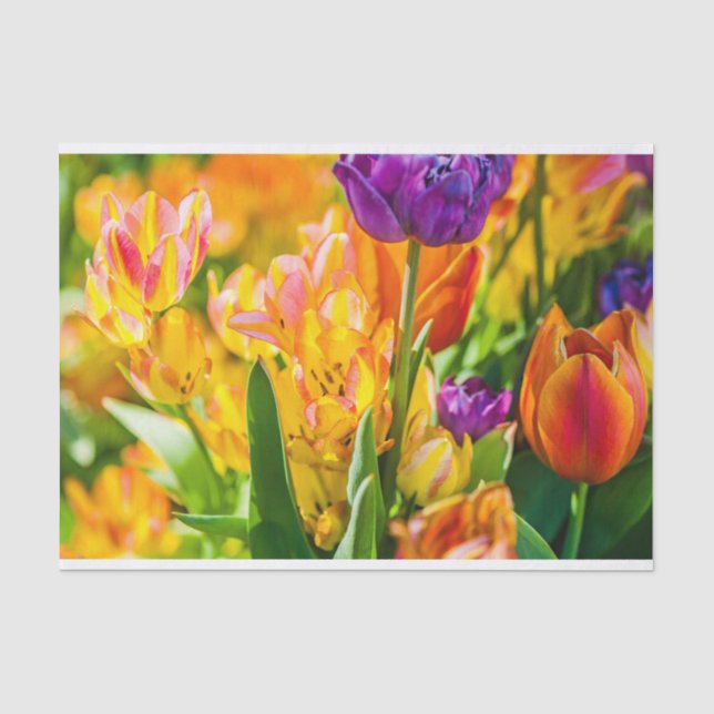 Tulips Enchanting 01 Tissue Paper (Front)