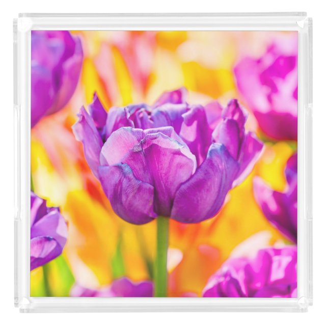 Tulips Enchanting 06 Acrylic Tray (Front)
