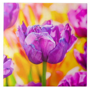 Tulips Enchanting 06 Ceramic Tile