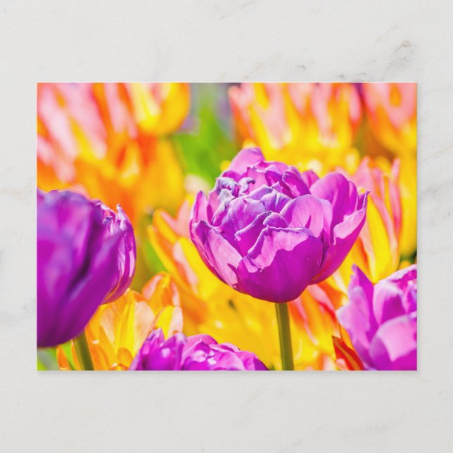 Tulips Enchanting 12 Postcard (Front)