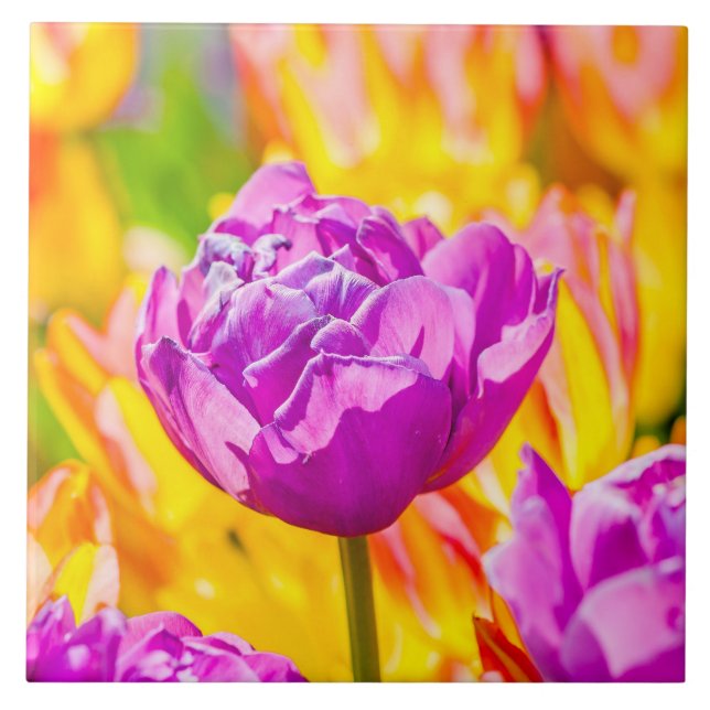 Tulips Enchanting 12 Tile (Front)