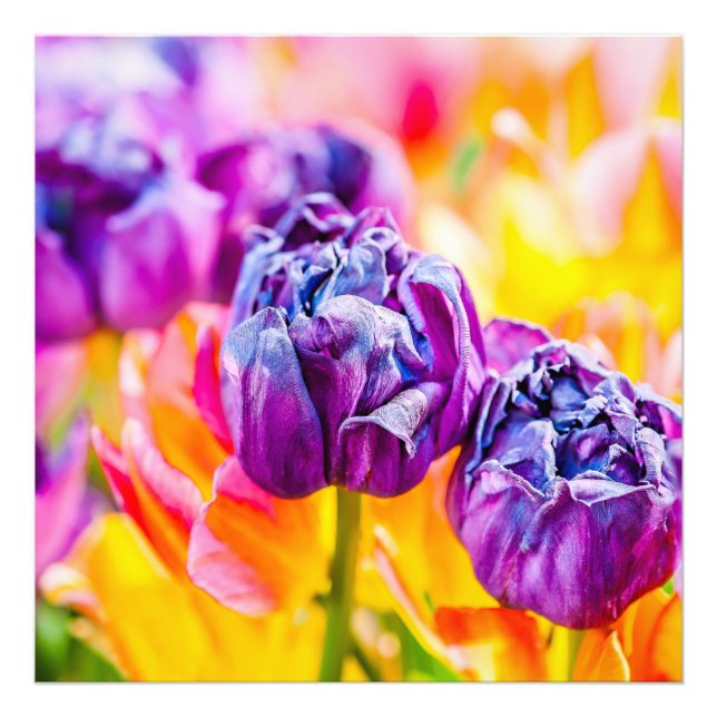 Tulips Enchanting 14 Photo Print (Front)