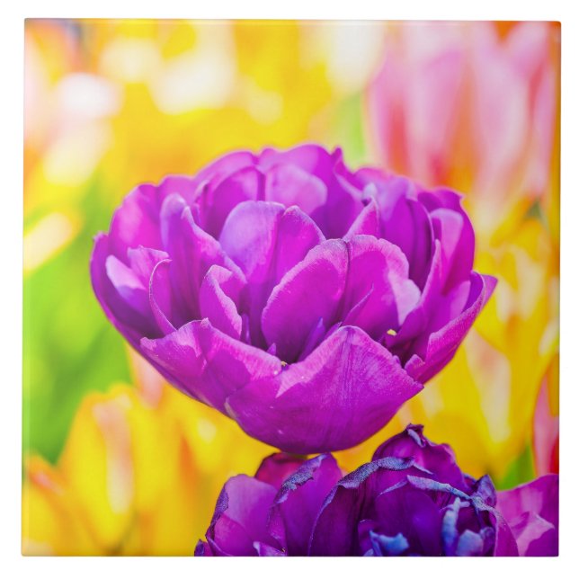 Tulips Enchanting 15 Tile (Front)