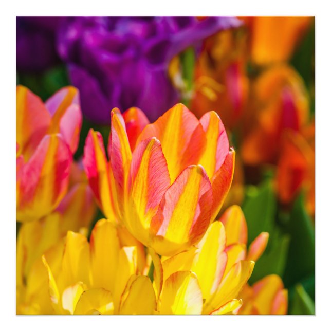Tulips Enchanting 16 Photo Print (Front)