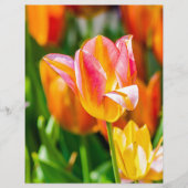 Tulips Enchanting 17 (Front)