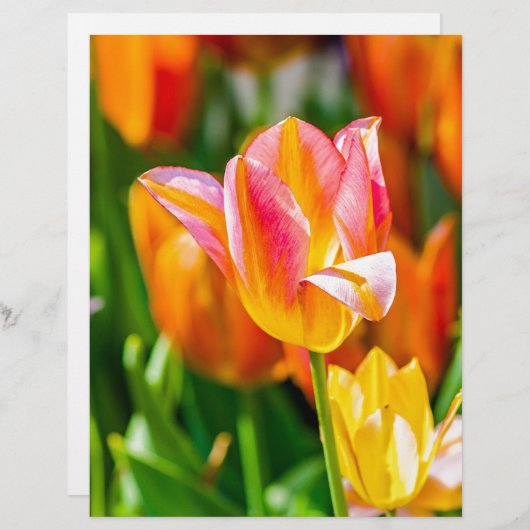 Tulips Enchanting 17 (Front/Back)