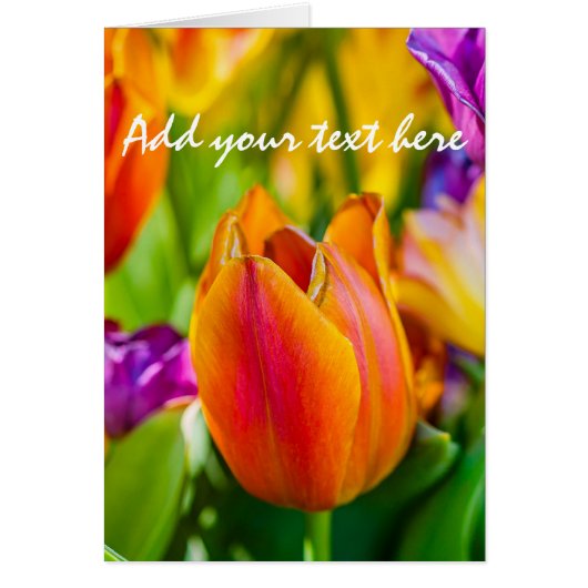 Tulips Enchanting Cards (Front)