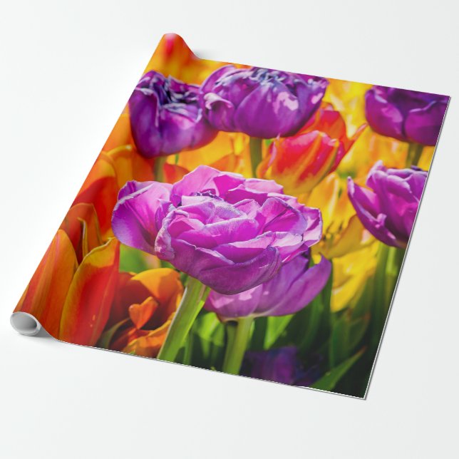 Tulips Enchanting colorful Wrapping Paper (Unrolled)