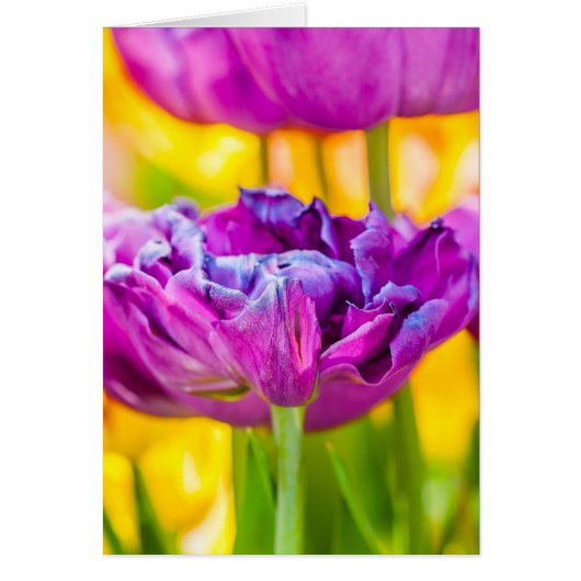 Tulips Enchanting Dark Pink (Front)