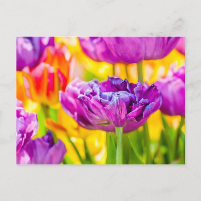 Tulips Enchanting Dark Pink Postcard (Front)