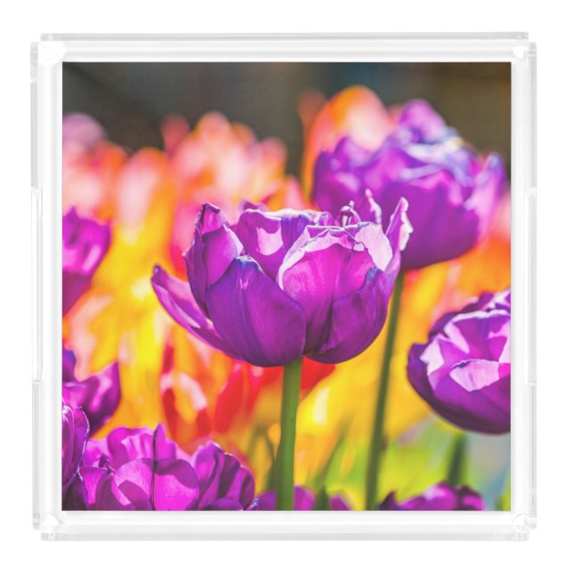 Tulips Enchanting Purple Acrylic Tray (Large)