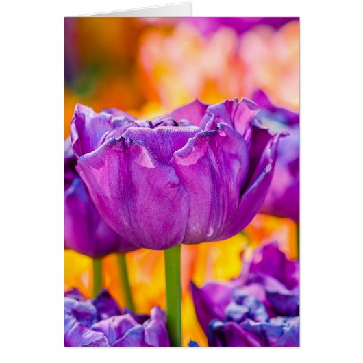 Tulips Enchanting Purple Cards (Front)