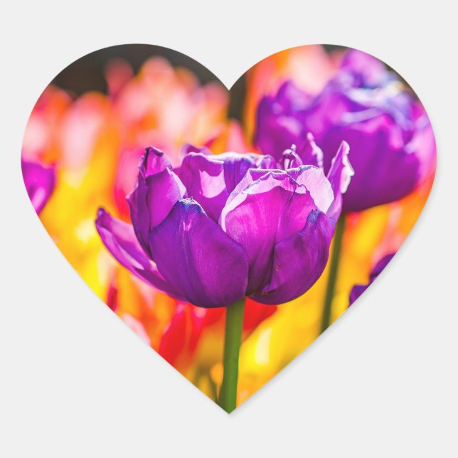 Tulips Enchanting Purple Heart Sticker (Front)