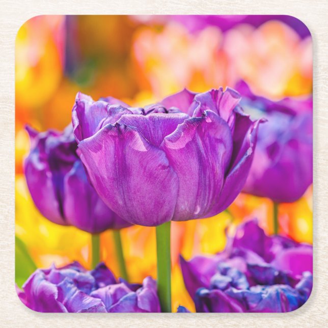 Tulips Enchanting Purple Square Paper Coaster (Front)